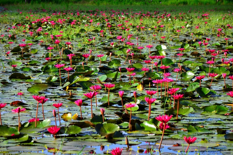 สัมผัสความสวยงาม แบบธรรมชาติใกล้กรุง กับ ทุ่มบัวแดง นครนายก